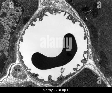 Micrographe électronique de transmission (TEM) d'une section mince coupée dans le pancréas (mammifères). Cette image montre un capillaire dans le tissu pancréatique (cellules acinaires dans cette image). Noter l'abondance du réticulum endoplasmique rugueux dans les cellules acinaires. Il y a une cellule de sang rouge dans le capillaire. La doublure capillaire est constituée de cellules endothéliales longues et minces, reliées par des jonctions serrées. L'image montre la fenestration de ces cellules endothéliales. L'image montre également des vésicules synaptiques dans le neurone (cellule nerveuse) près du capillaire. Banque D'Images