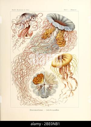 Discomedusae (tous les séemaeostomates), de Kunstformen der Natur d'Ernst Haeckel, 1904 Banque D'Images