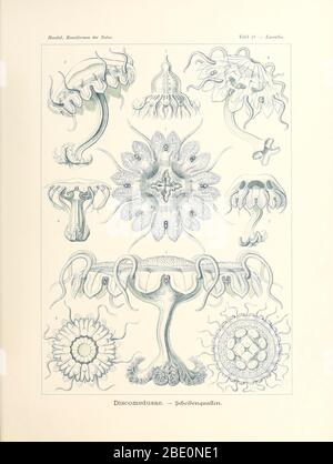 Discomedusae (méduses) de Kunstformen der Natur d'Ernst Haeckel, 1904 Banque D'Images