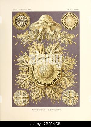 Discomedusae (méduses) de Kunstformen der Natur d'Ernst Haeckel, 1904 Banque D'Images