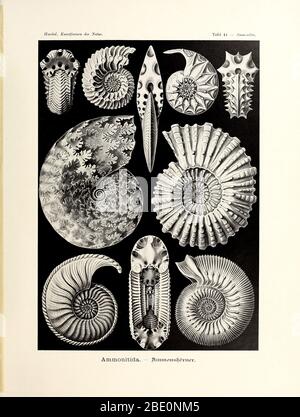 Ammonitida de Kunstformen der Natur d'Ernst Haeckel, 1904 Banque D'Images