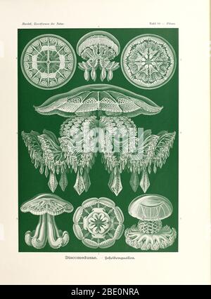 Discomedusae (tous les rhizostomes), de Kunstformen der Natur d'Ernst Haeckel, 1904 Banque D'Images