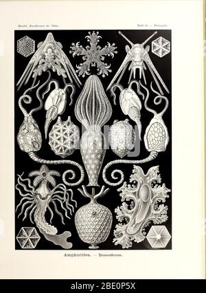 De Kunstformen der Natur d'Ernst Haeckel, 1904 Banque D'Images