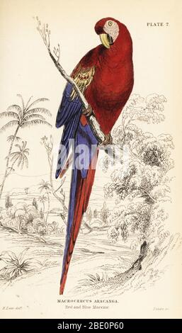 Macaw de scarlet, Ara macao. (Macaw rouge et bleu, Macrocercus aracanga.) Gravure en copperplate de couleur à la main par William Lizars après une illustration d’Edward Lear de Prideaux J. Selby’s The Natural History of Parrots dans la bibliothèque Naturaliste de Sir William Jardine : ornithologie, Lizars, Édimbourg, 1836. Banque D'Images