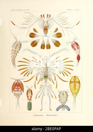 De Kunstformen der Natur d'Ernst Haeckel, 1904 Banque D'Images