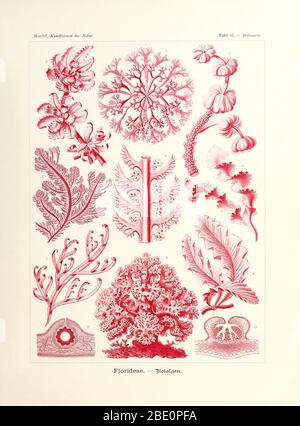 De Kunstformen der Natur d'Ernst Haeckel, 1904 Banque D'Images