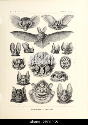 Bat (Chiroptera) de Kunstformen der Natur, 1904 d'Ernst Haeckel Banque D'Images