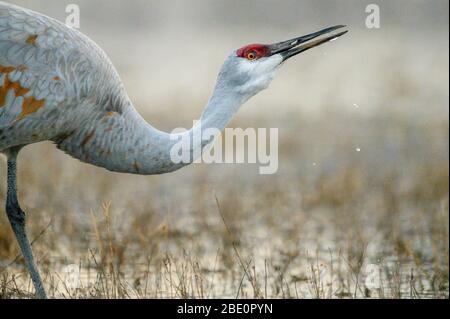 Greater Sandhill Crane, (Antiogonone canadensis tabida), Bosque del Apache National Wildlife Refuge, Nouveau Mexique, États-Unis. Banque D'Images