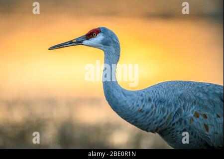 Greater Sandhill Crane, (Antiogonone canadensis tabida), Bosque del Apache National Wildlife Refuge, Nouveau Mexique, États-Unis. Banque D'Images