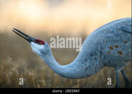 Greater Sandhill Crane, (Antiogonone canadensis tabida), Bosque del Apache National Wildlife Refuge, Nouveau Mexique, États-Unis. Banque D'Images