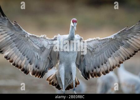 Greater Sandhill Crane, (Antiogonone canadensis tabida), Bosque del Apache National Wildlife Refuge, Nouveau Mexique, États-Unis. Banque D'Images