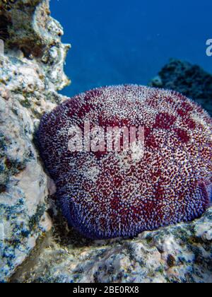 Étoile à coussin rouge qui pousse sur le récif sur le site de plongée de Puako sur la Grande île d'Hawaï. Banque D'Images