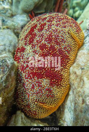 Coussin Star poussant dans une fissure sur le récif, site de plongée Puako. Grande île d'Hawaï. Banque D'Images