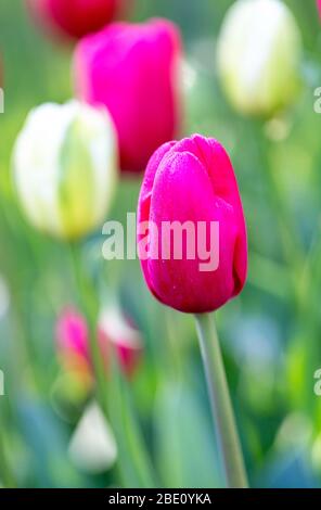 Bouton tulipe avec mise au point sélective sur la tulipe avant Banque D'Images