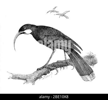 Le huia (Heteralocha acutirostris) était la plus grande espèce de cortlebird de Nouvelle-Zélande, endémique à l'île du Nord de la Nouvelle-Zélande. Son extinction au début du XXe siècle a eu deux causes principales. La première était la chasse excessive généralisée pour se procurer des peaux de huia pour des spécimens montés, qui étaient à la demande mondiale des musées et des collectionneurs privés riches. Huia a également été chassé pour obtenir leurs longs et frappants plumes de queue pour des décorations de chapeau à la mode locale. La deuxième cause majeure d'extinction a été la déforestation généralisée des basses terres de l'île du Nord par les colons européens pour créer des pasteurs Banque D'Images