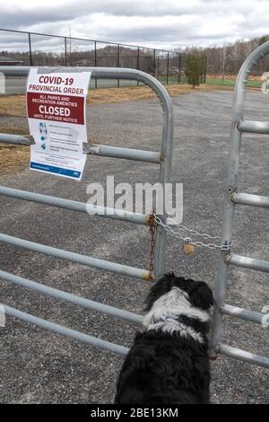 Chien debout à une porte fermée sous un signe annonçant l'ordre pandémique, entraînant la fermeture des lieux publics fermés au Canada en avril 2020. Banque D'Images