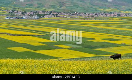 De vastes champs de fleurs de rapides fleurissent avec un village rural en arrière-plan Banque D'Images