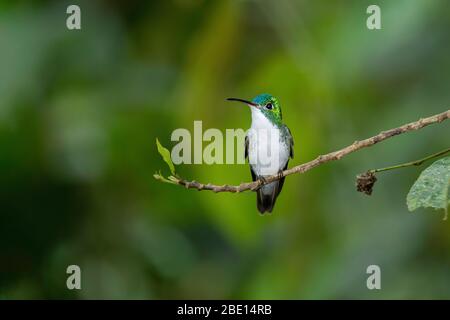 Emeraude andine Amazilia franciae Tandayapa, Équateur 5 décembre 2019 adultes Trochilidae Banque D'Images