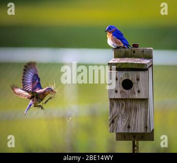 Le plus beau Parrot bleu et les chênes de l'influenza aviaire mode repos assis d'oiseau. Banque D'Images