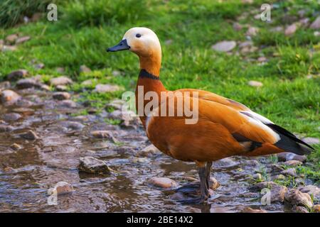 la plus belle oie d'oiseau feathered brun dans sa terre de la maison. Banque D'Images