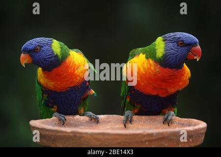 Le plus beau Parrot bleu et les chênes de l'influenza aviaire mode repos assis d'oiseau. Banque D'Images