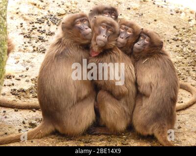LES PLUS BEAUX CINQ MONKEY ONT HUDDLED ENSEMBLE ET LES SINGES AIMENT . Banque D'Images