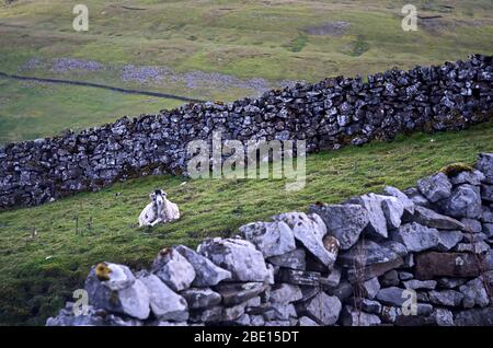 Moutons regardant le photographe dans le coin d'un champ Banque D'Images