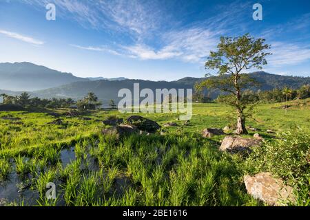 Terres de riz terreced de Kotmale, les Hilands du centre de Sri Lanka. Banque D'Images