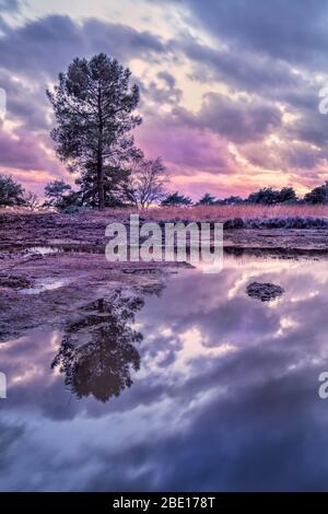 Coucher de soleil violet sur terre humide intacte, Pays-Bas Banque D'Images