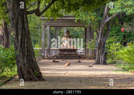 La statue de Samadhi est une statue située au parc Mahamevnawa à Anuradhapura, au Sri Lanka. Le Bouddha est représenté dans la position du Dhyana Mudra Banque D'Images