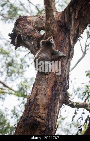 Koala descendre d'un arbre, Great Otway National Park, Australie Banque D'Images