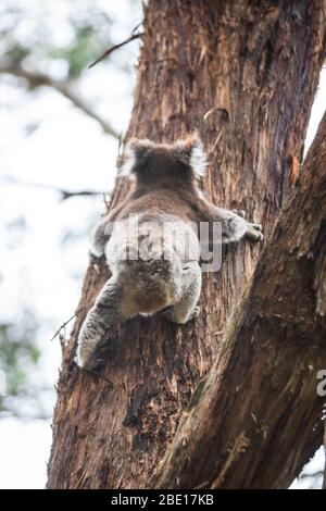 Koala descendre d'un arbre, Great Otway National Park, Australie Banque D'Images