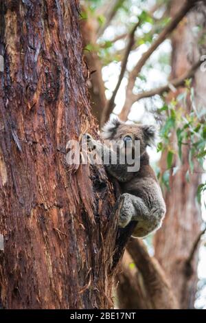 Koala descendre d'un arbre, Great Otway National Park, Australie Banque D'Images