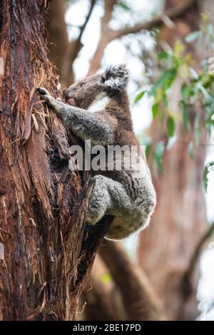 Koala descendre d'un arbre, Great Otway National Park, Australie Banque D'Images