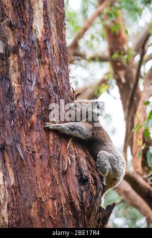 Koala descendre d'un arbre, Great Otway National Park, Australie Banque D'Images