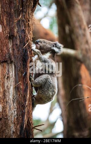 Koala descendre d'un arbre, Great Otway National Park, Australie Banque D'Images