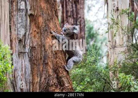 Koala descendre d'un arbre, Great Otway National Park, Australie Banque D'Images