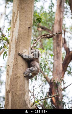 Koala descendre d'un arbre, Great Otway National Park, Australie Banque D'Images