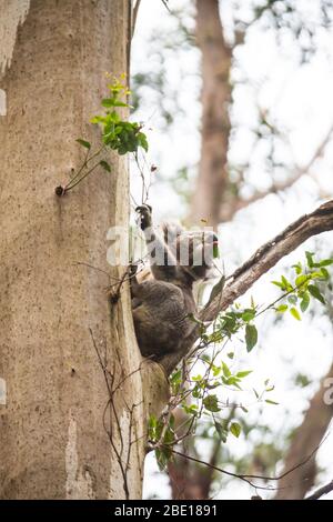 Koala descendre d'un arbre, Great Otway National Park, Australie Banque D'Images