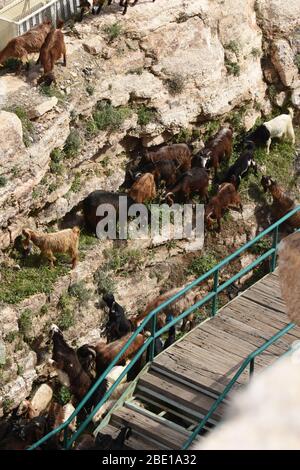 Les chèvres et les moutons paissent sous les ruines du château d'Al Karak en Jordanie. Un grand troupeau de manger de l'herbe. Banque D'Images