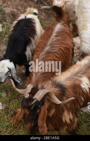 Les chèvres et les moutons paissent sous les ruines du château d'Al Karak en Jordanie. Un grand troupeau de manger de l'herbe. Banque D'Images