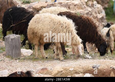 Les chèvres et les moutons paissent sous les ruines du château d'Al Karak en Jordanie. Un grand troupeau de manger de l'herbe. Banque D'Images