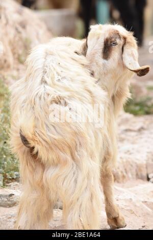 Les chèvres et les moutons paissent sous les ruines du château d'Al Karak en Jordanie. Un grand troupeau de manger de l'herbe. Banque D'Images