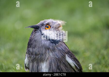 Gros plan portrait d'un chouette de scaps à face blanche. C'est une demi-longueur et l'oiseau regarde jusqu'au ciel. Fond vert naturel avec espace de copie Banque D'Images