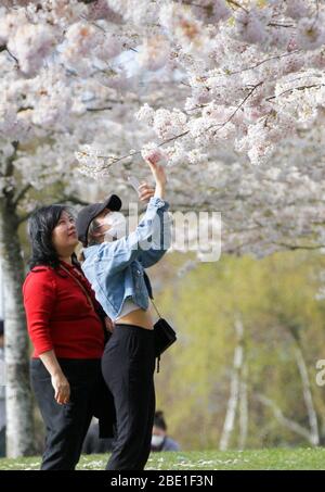 Richmond, Canada. 10 avril 2020. Les gens admirent les cerisiers en fleurs au parc Garry point à Richmond, Canada, 10 avril 2020. Crédit: Liang Sen/Xinhua/Alay Live News Banque D'Images