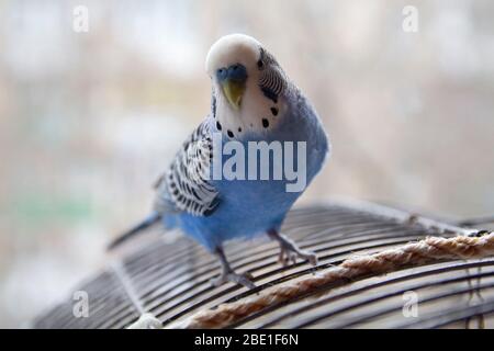 Les perroquets bleus sont assis sur la cage. Oiseaux Banque D'Images