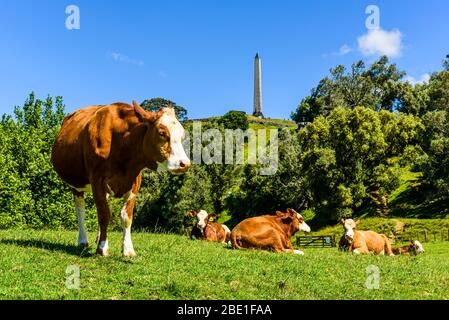 Vaches sous une colline d'arbre alias Maungakiekie à Auckland, Île du Nord, Nouvelle-Zélande Banque D'Images