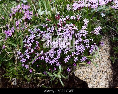Mousse de campion, fleurs sauvages alpines épanouies parmi les roches de granit et l'herbe du parc national des montagnes Rocheuses – Colorado, États-Unis Banque D'Images