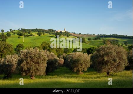 Italie, Basilicate, Sant'Arcangelo, oliveraie et champs de blé Banque D'Images