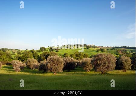 Italie, Basilicate, Sant'Arcangelo, oliveraie et champs de blé Banque D'Images